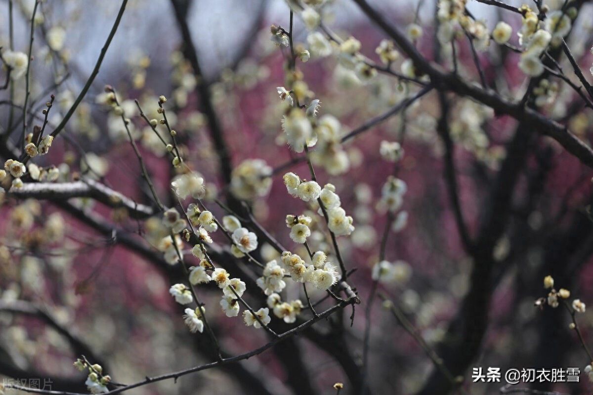 早春梅花美诗六首（开到梅花雪满轩，万花如玉月如银）