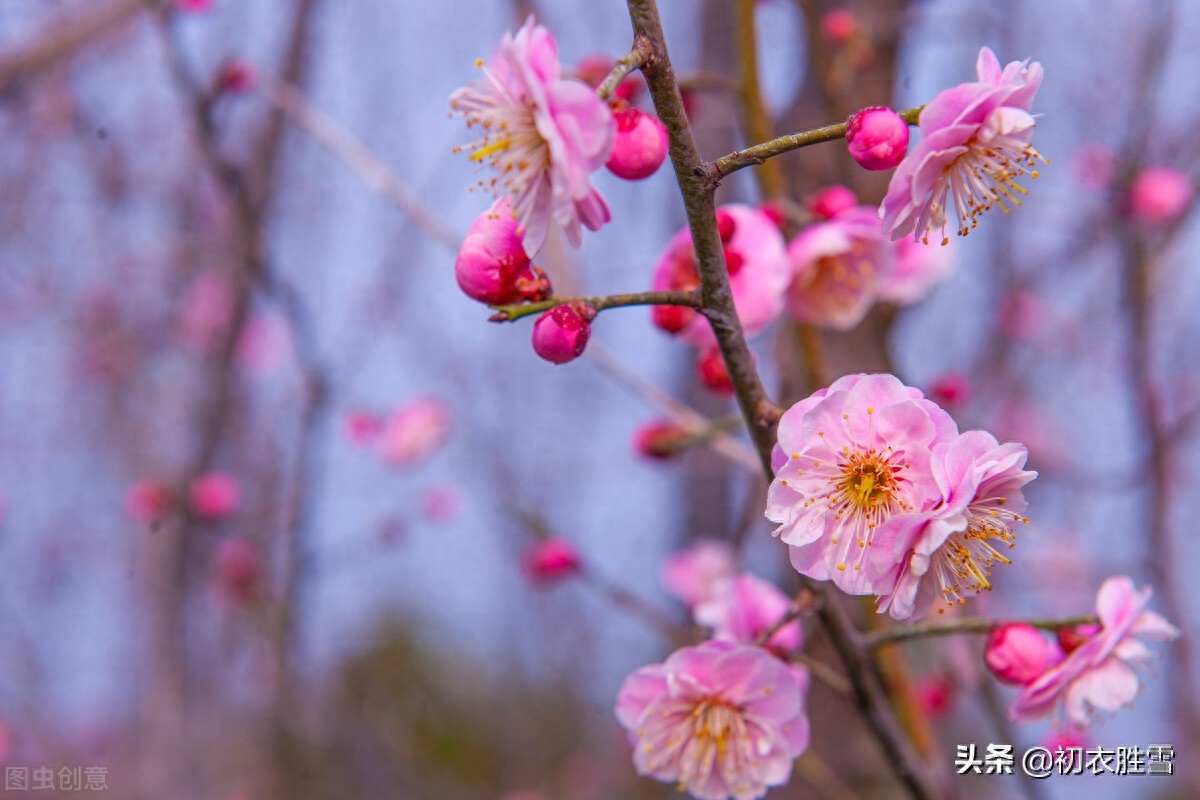 早春梅花美诗六首（开到梅花雪满轩，万花如玉月如银）