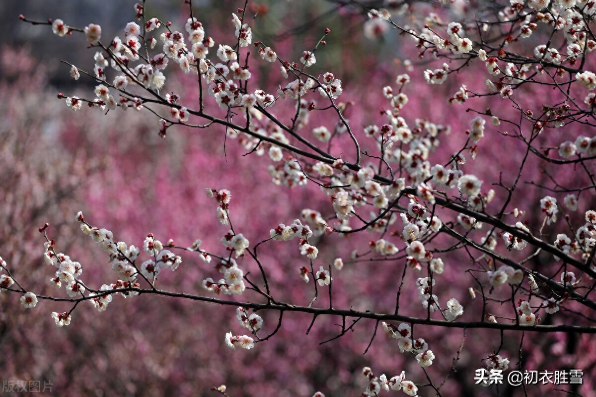 早春梅花美诗六首（开到梅花雪满轩，万花如玉月如银）