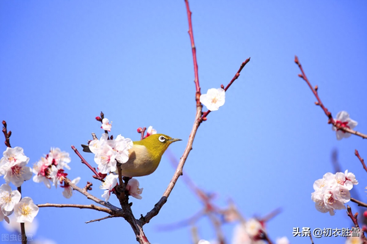 春节唯美诗词大全（​唯美春节古诗三首）