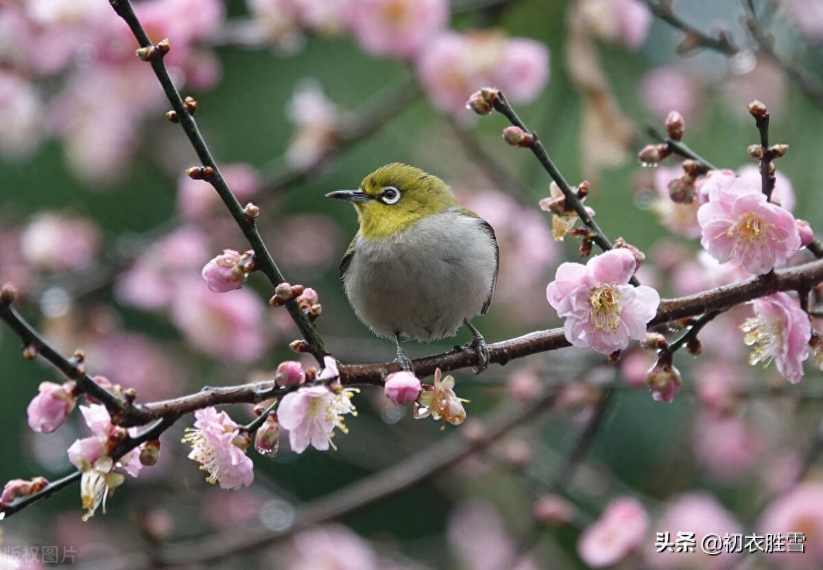 感怀哲理美诗六首赏析（年年仍岁岁，故故复新新）