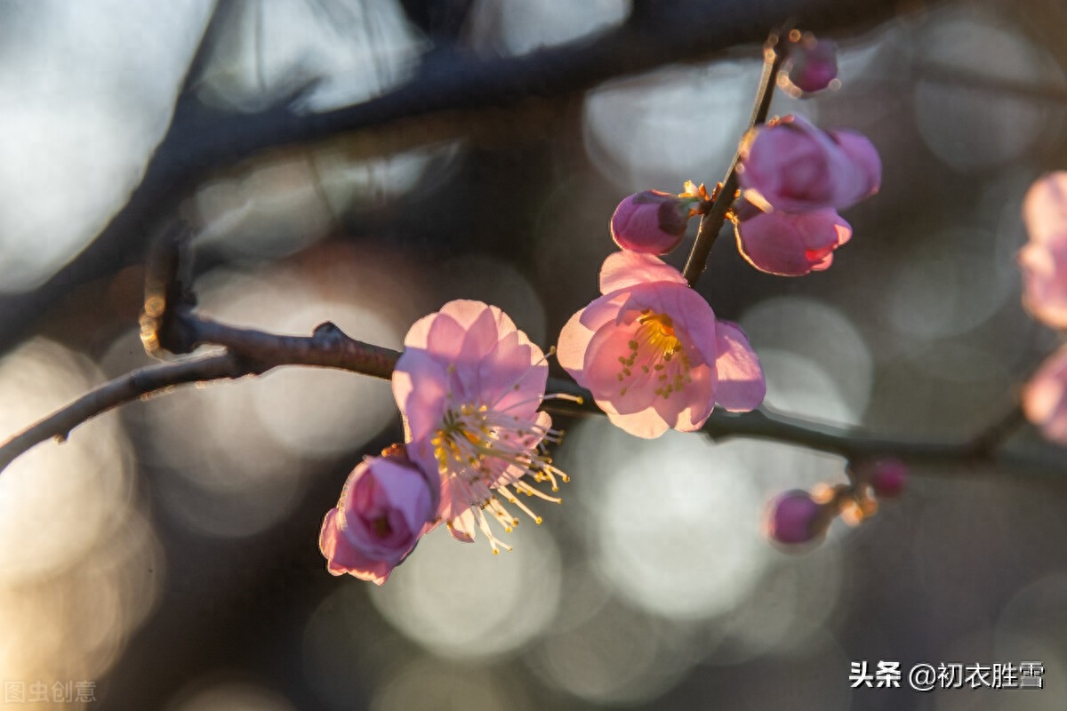 梅花唯美诗词大全（人间何物报春华，有梅花）