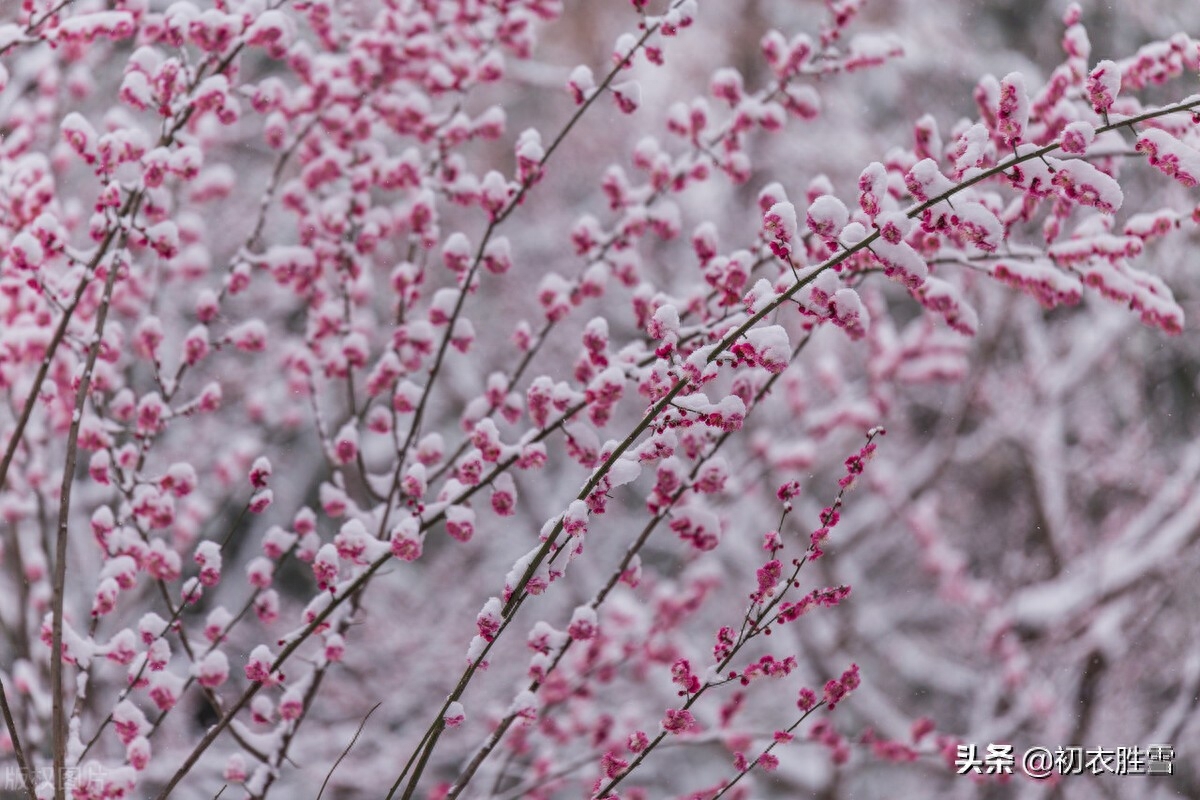 雪梅唯美诗词有哪些（明丽雪梅诗词七首）