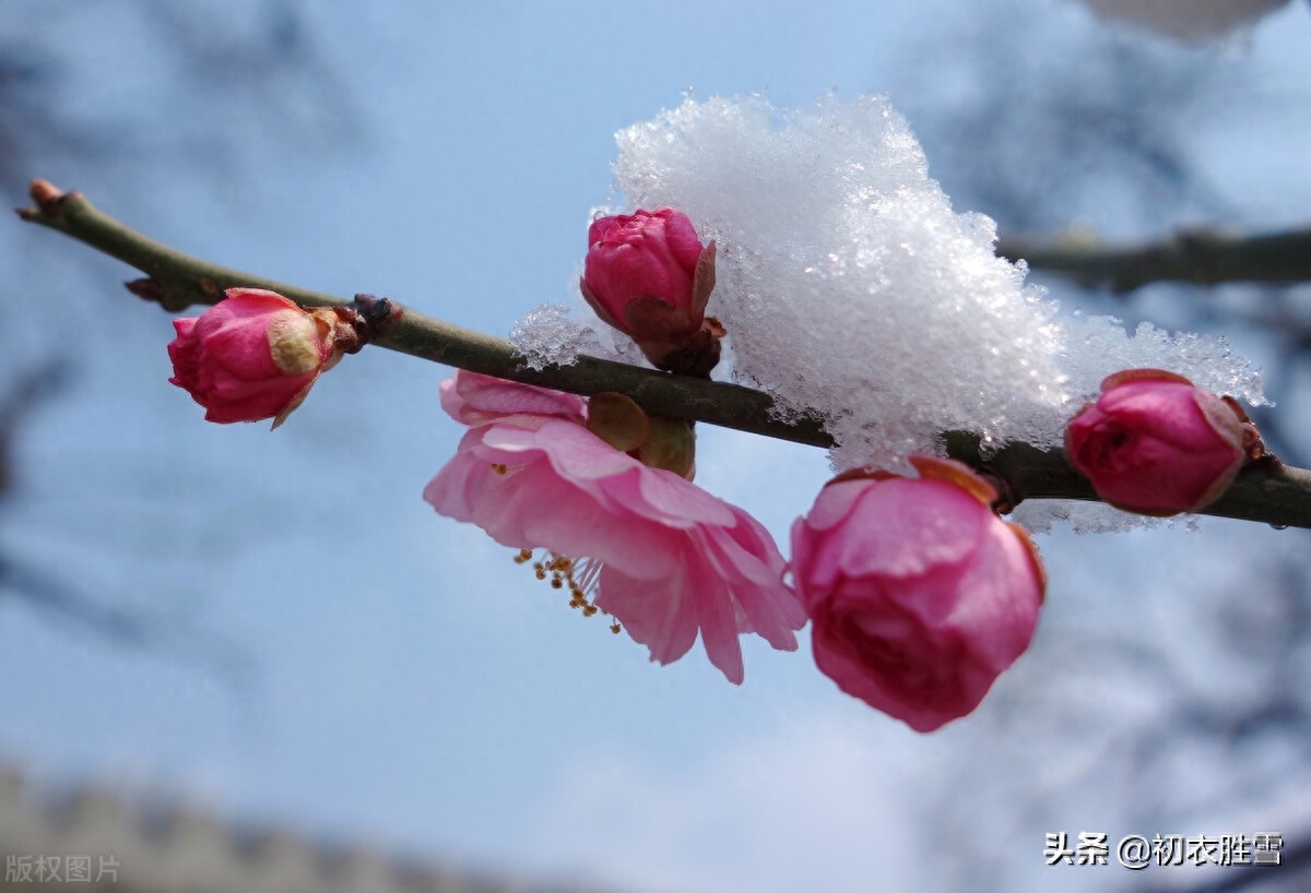 雪梅唯美诗词有哪些（明丽雪梅诗词七首）