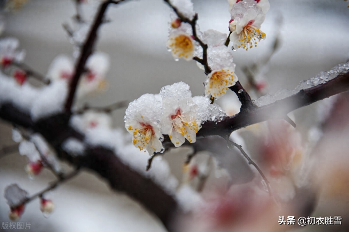 梅花的唯美诗词赏析（腊雪梅花古诗五首）