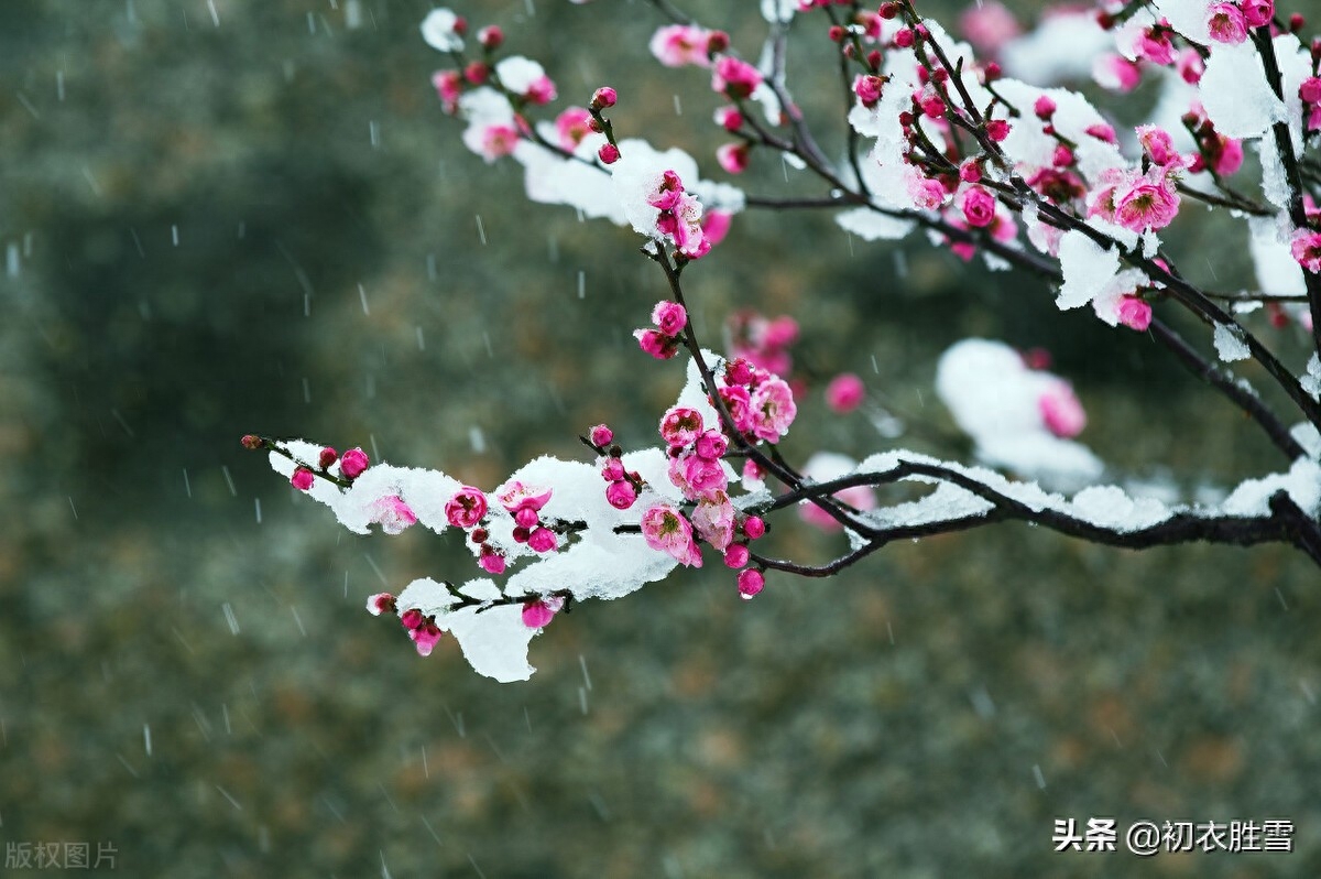 梅花的唯美诗词赏析（腊雪梅花古诗五首）