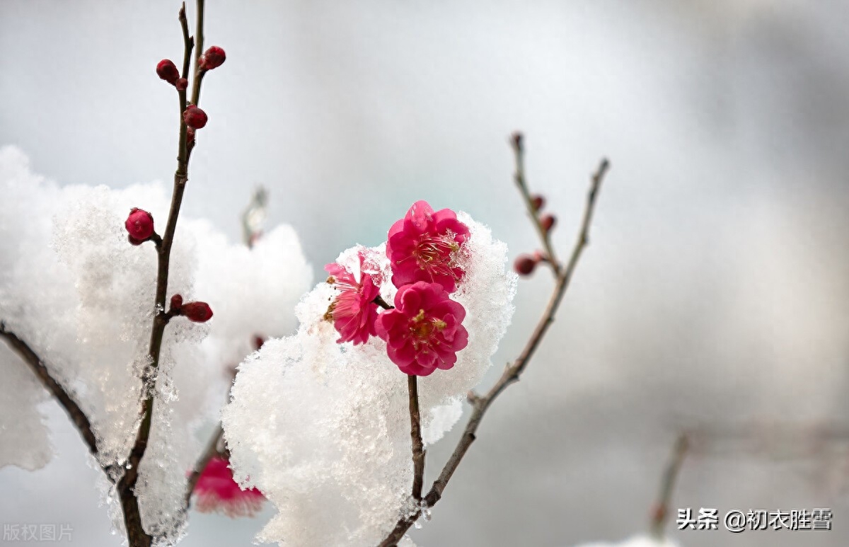 梅花的唯美诗词赏析（腊雪梅花古诗五首）