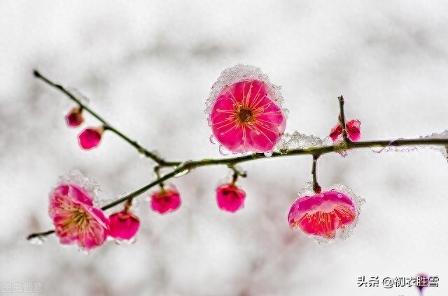 梅花的唯美诗词赏析（腊雪梅花古诗五首）