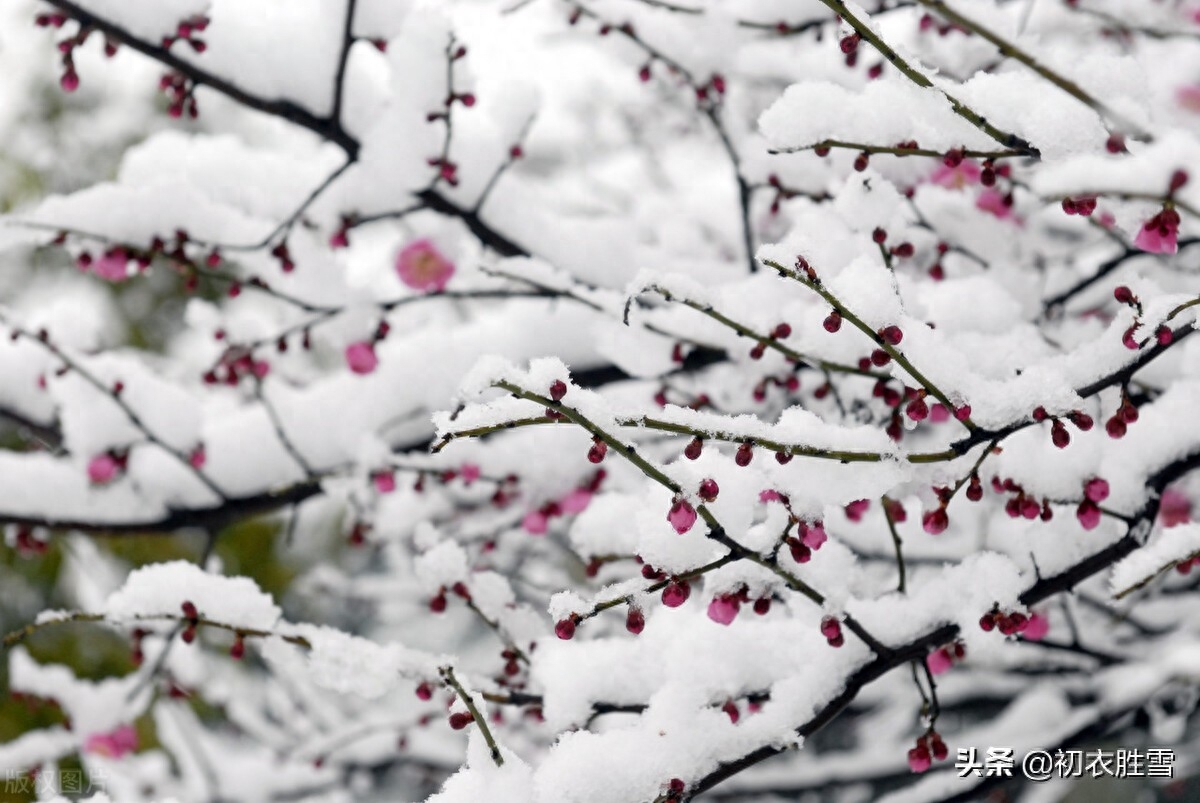 梅花的唯美诗词赏析（腊雪梅花古诗五首）