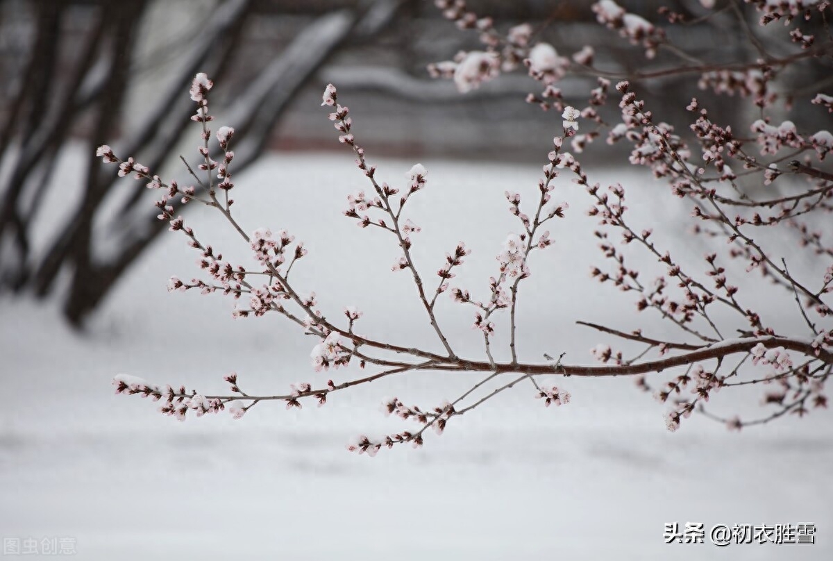 腊雪寒梅的诗句（​腊雪美诗六首）