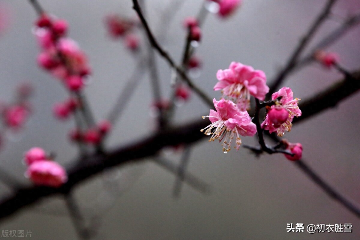 寒雨清丽梅花五首（冻雨溪山路，高下尽梅花）