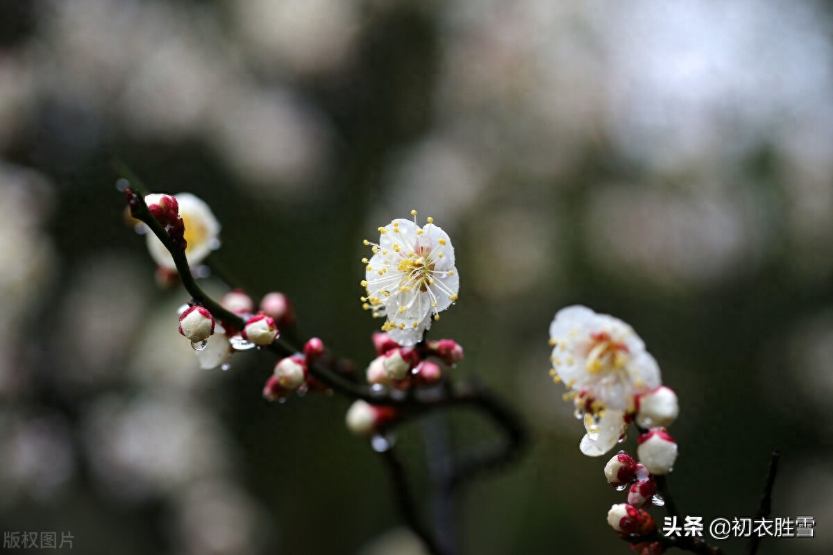 寒雨清丽梅花五首（冻雨溪山路，高下尽梅花）