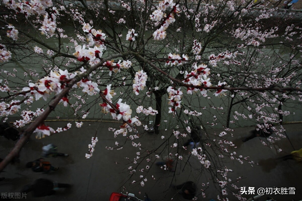 寒雨清丽梅花五首（冻雨溪山路，高下尽梅花）