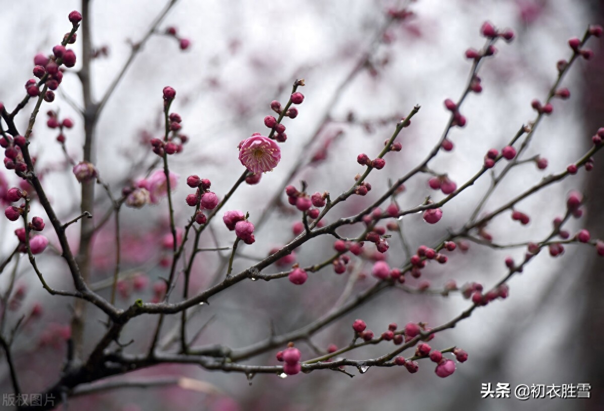 寒雨清丽梅花五首（冻雨溪山路，高下尽梅花）