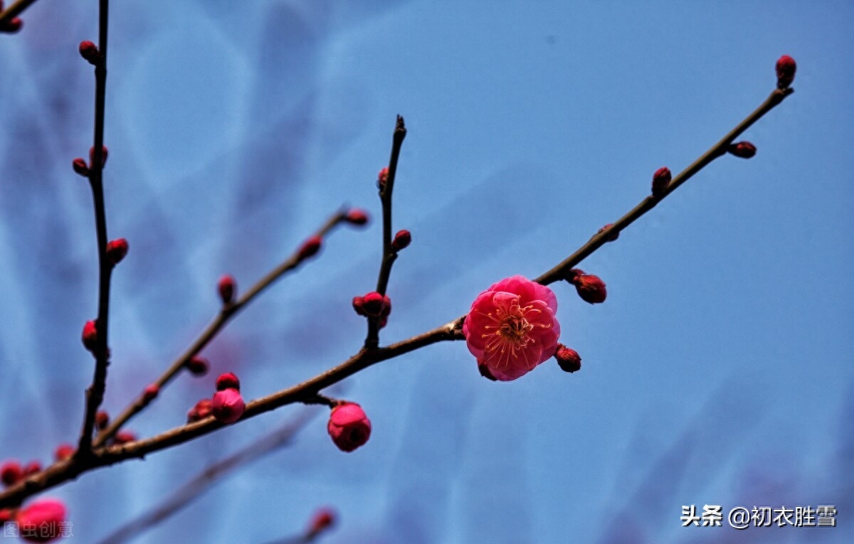 高启梅花三首诗赏析（一床诗思绕梅花，梦魂中夜不离家）