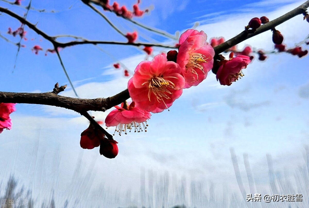 高启梅花三首诗赏析（一床诗思绕梅花，梦魂中夜不离家）