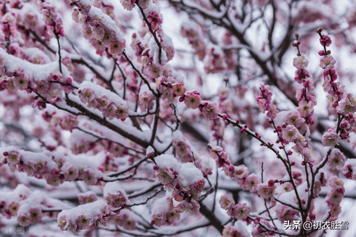 高启梅花三首诗赏析（一床诗思绕梅花，梦魂中夜不离家）