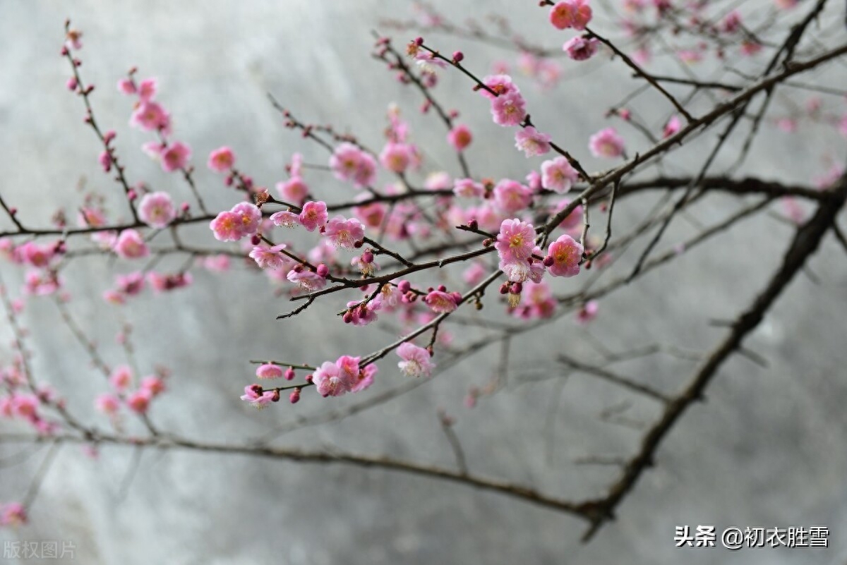 高启梅花三首诗赏析（一床诗思绕梅花，梦魂中夜不离家）