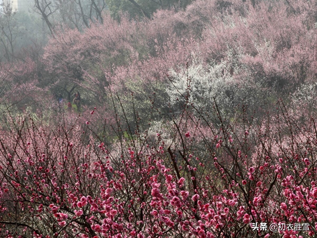 高启梅花三首诗赏析（一床诗思绕梅花，梦魂中夜不离家）