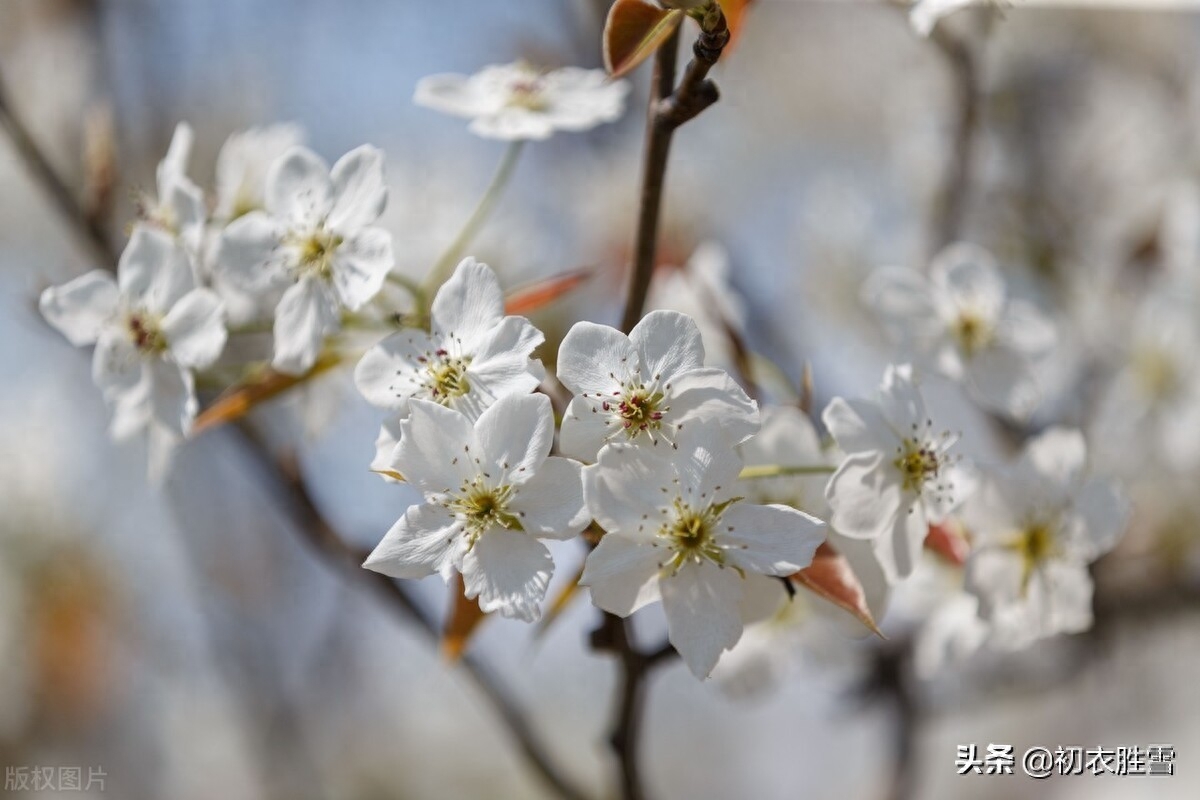 明丽梨花美诗七首（粉淡香清自一家，醉袖迎风雪一杈）