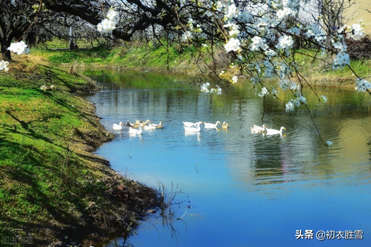 明丽梨花美诗七首（粉淡香清自一家，醉袖迎风雪一杈）