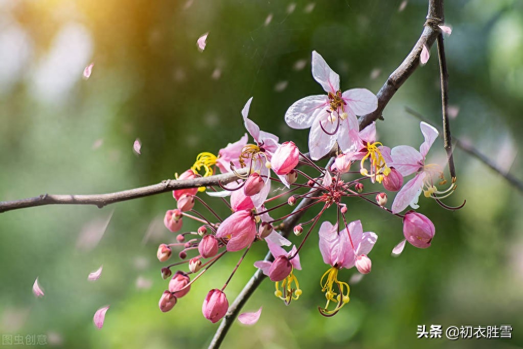 明丽芳草落花美诗六首（白日照绿草，落花散且飞）