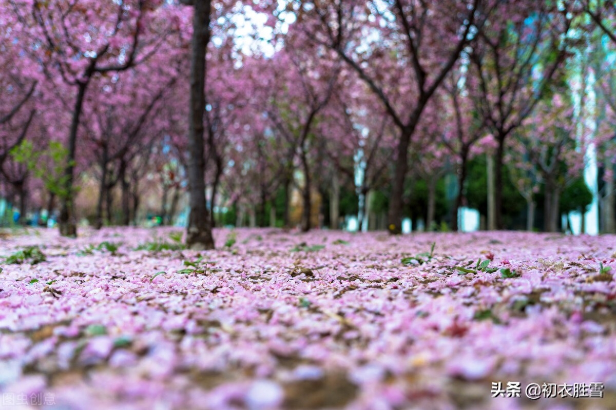 明丽芳草落花美诗六首（白日照绿草，落花散且飞）