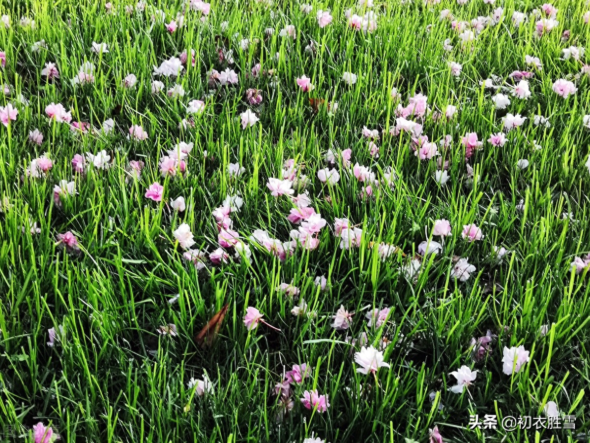 明丽芳草落花美诗六首（白日照绿草，落花散且飞）