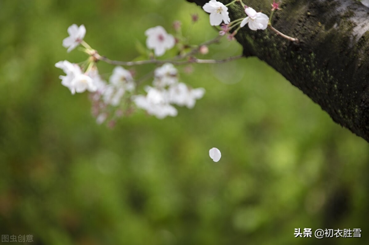 明丽芳草落花美诗六首（白日照绿草，落花散且飞）