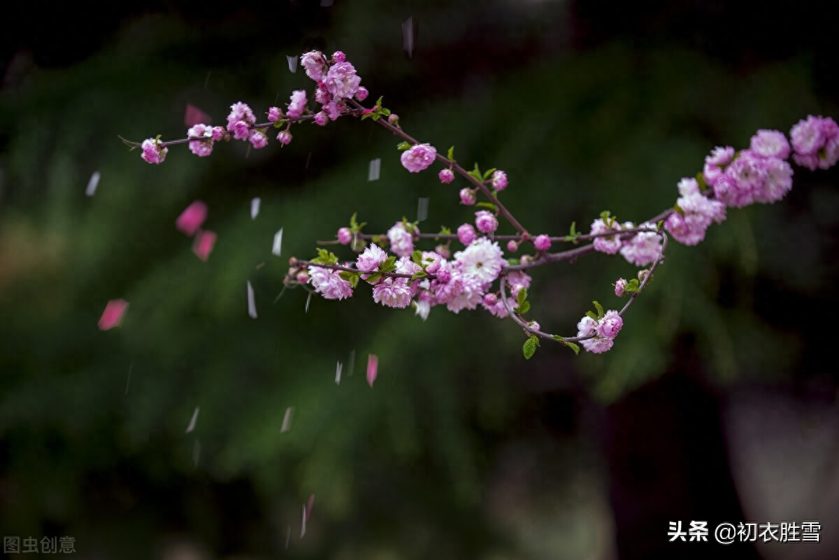 明丽芳草落花美诗六首（白日照绿草，落花散且飞）