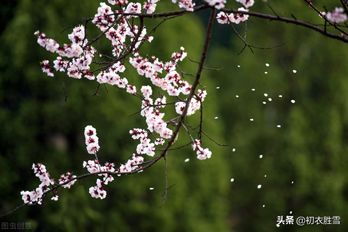 晏几道落花情词两首赏析（相寻梦里路，飞雨落花中）