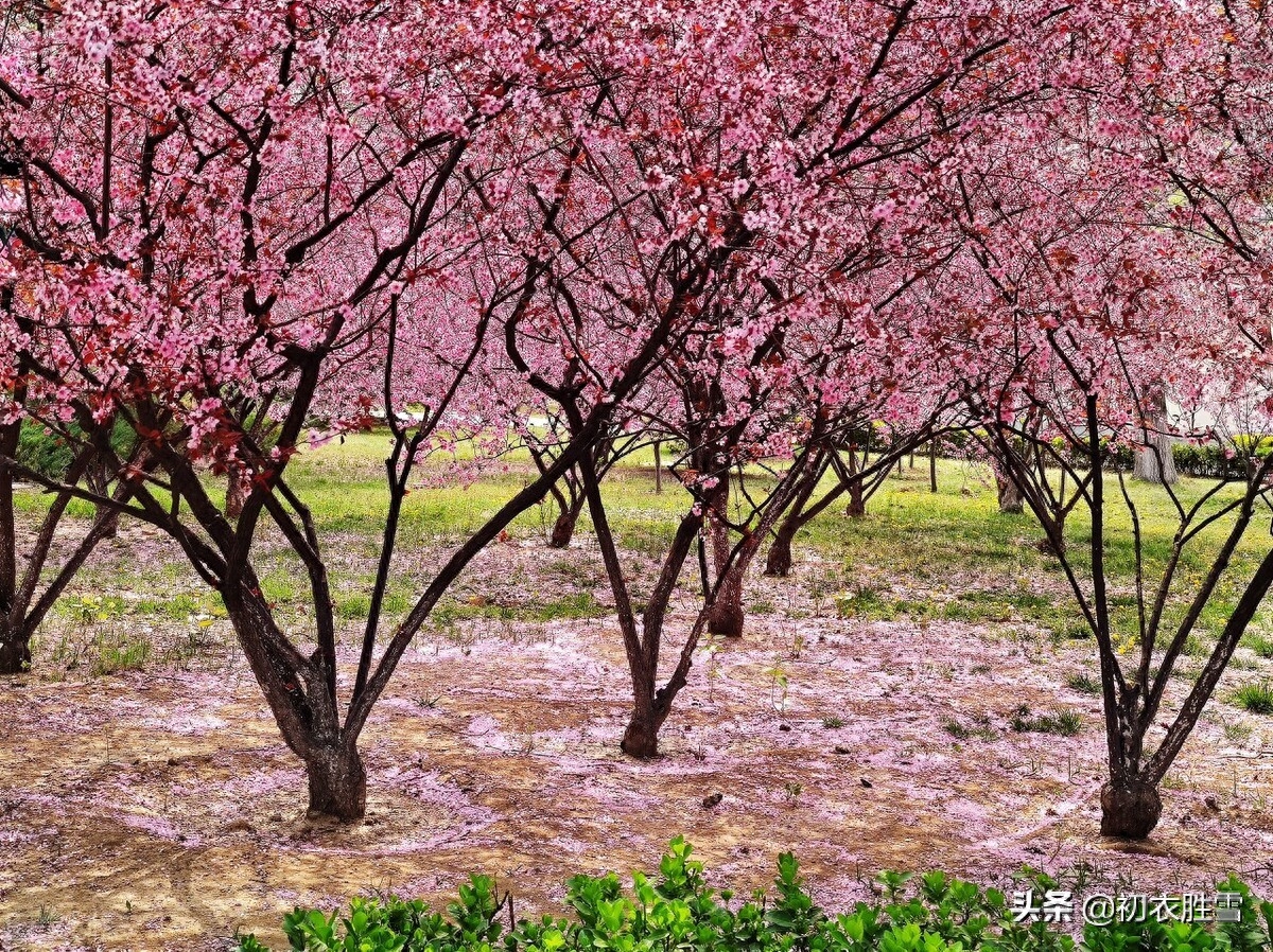 落花诗词古句大全（河水浮落花，为道长相忆）