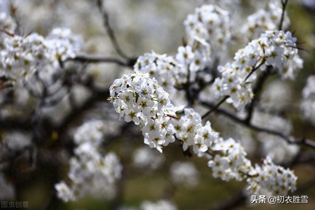 落花诗词古句大全（仲春花信之梨花古诗八首）