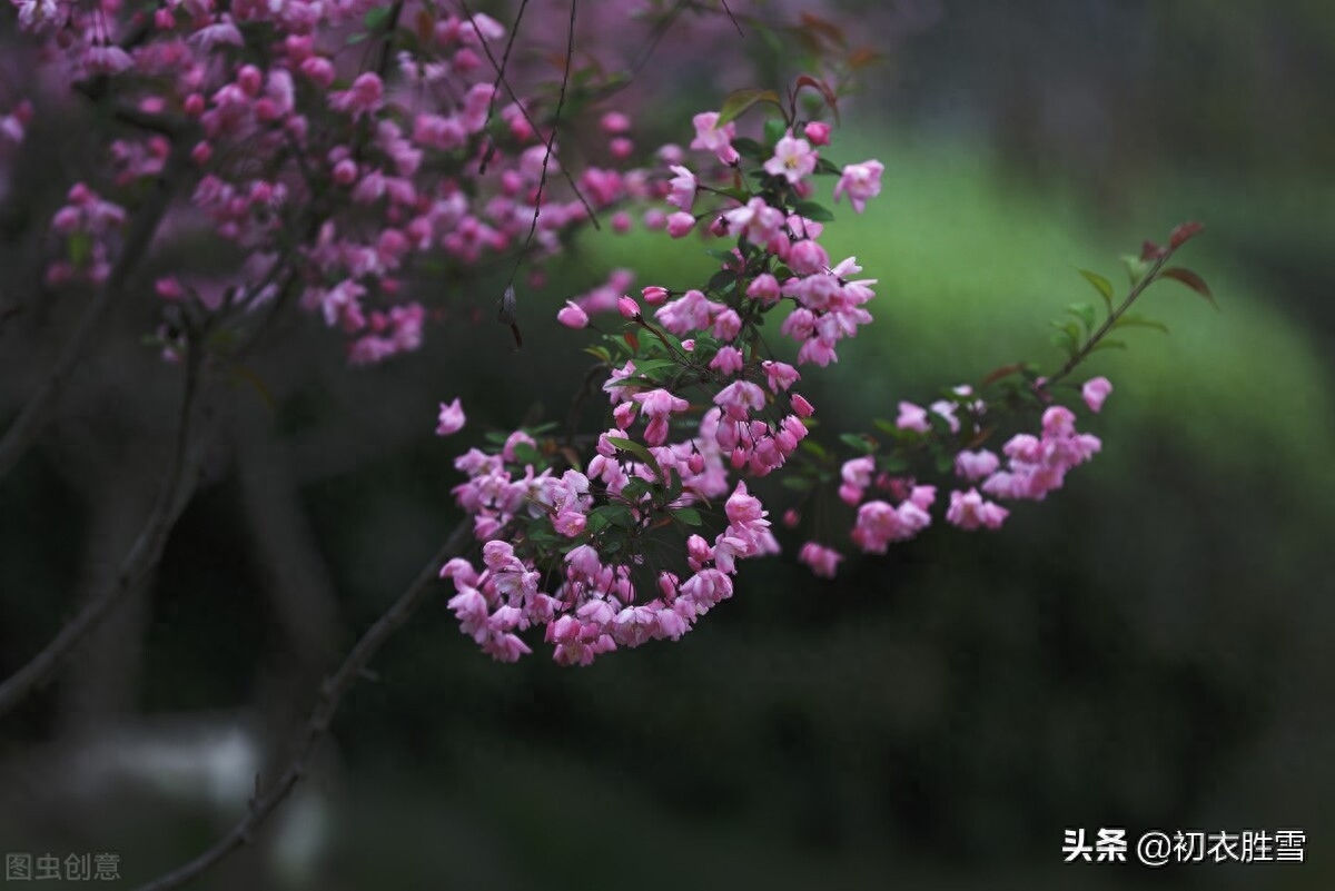 海棠诗词古句有哪些（苏轼海棠五首赏析）