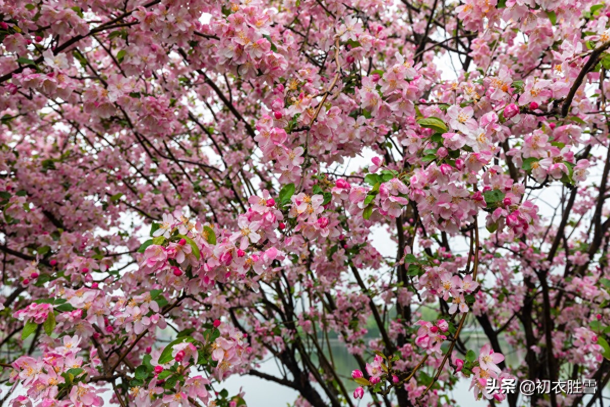 海棠诗词古句大全（仲春花信之海棠八首）