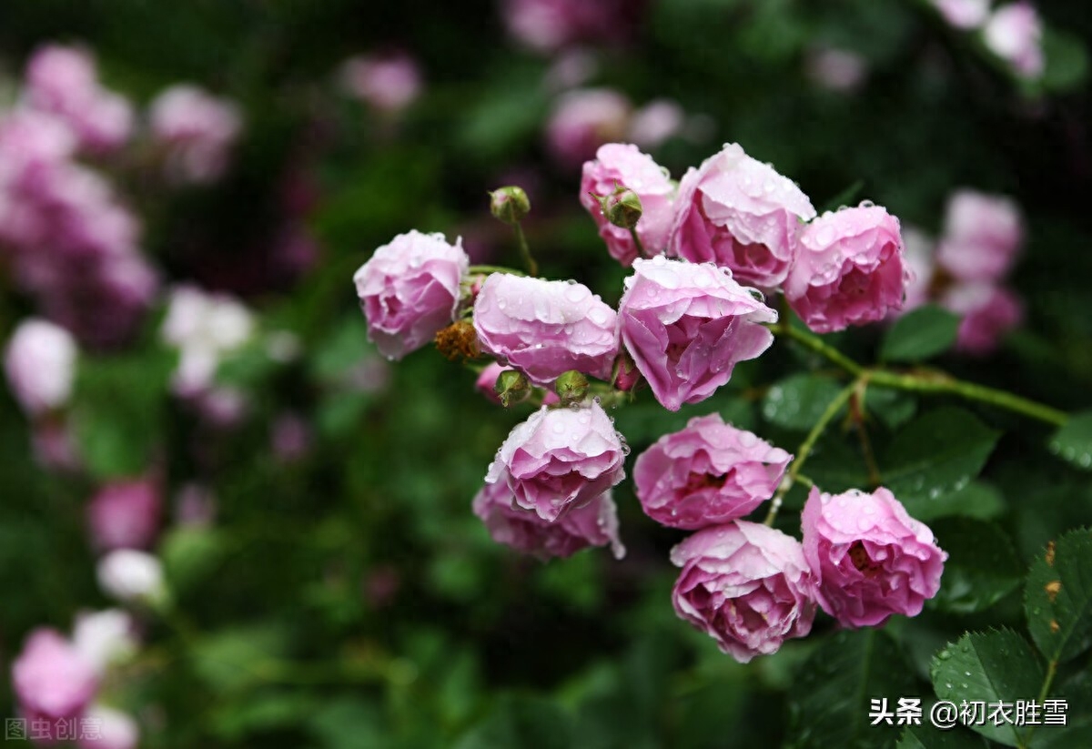 春分诗词古句大全（春分节气春雨美词四首）