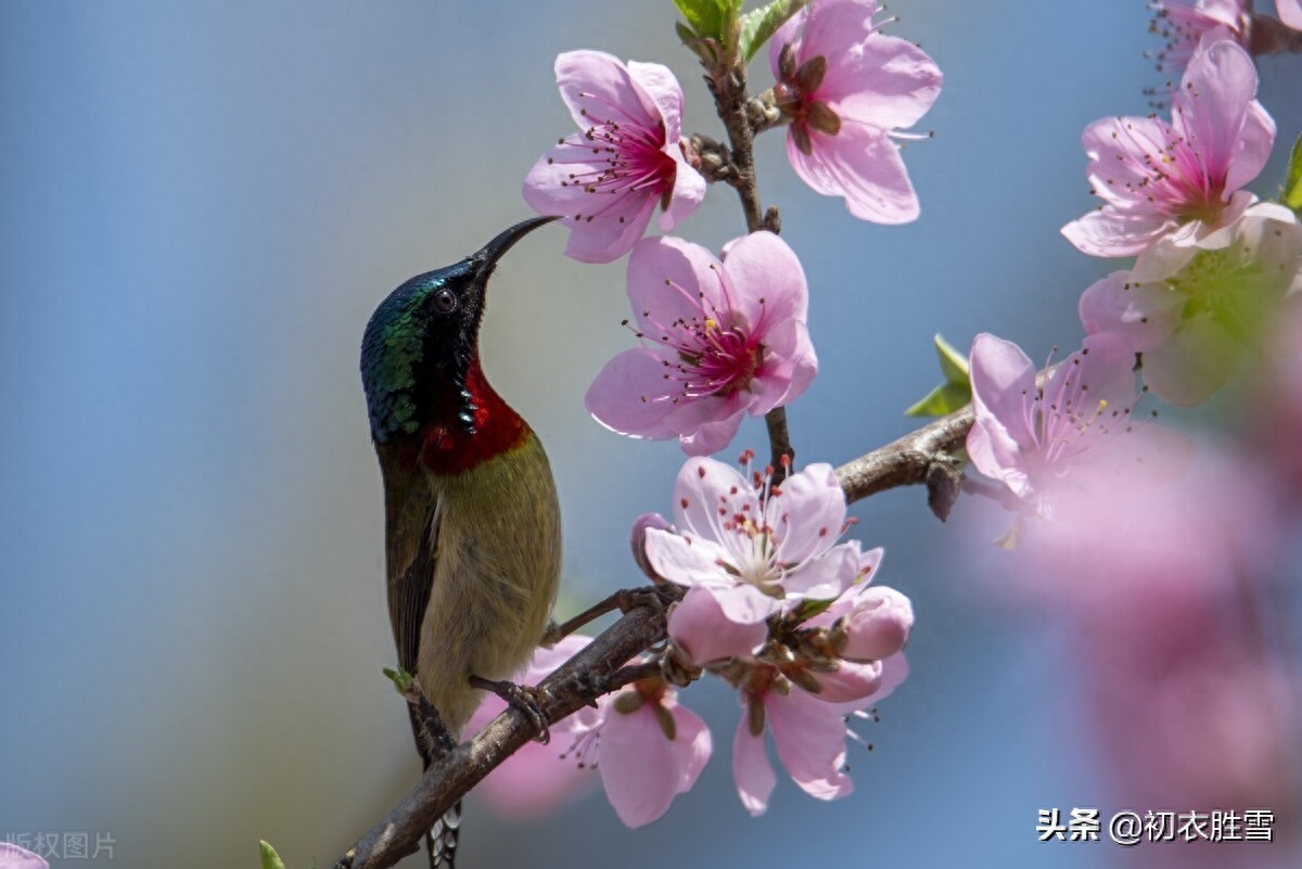 春分诗词古句大全（二十四节气之旖旎春分古诗词）