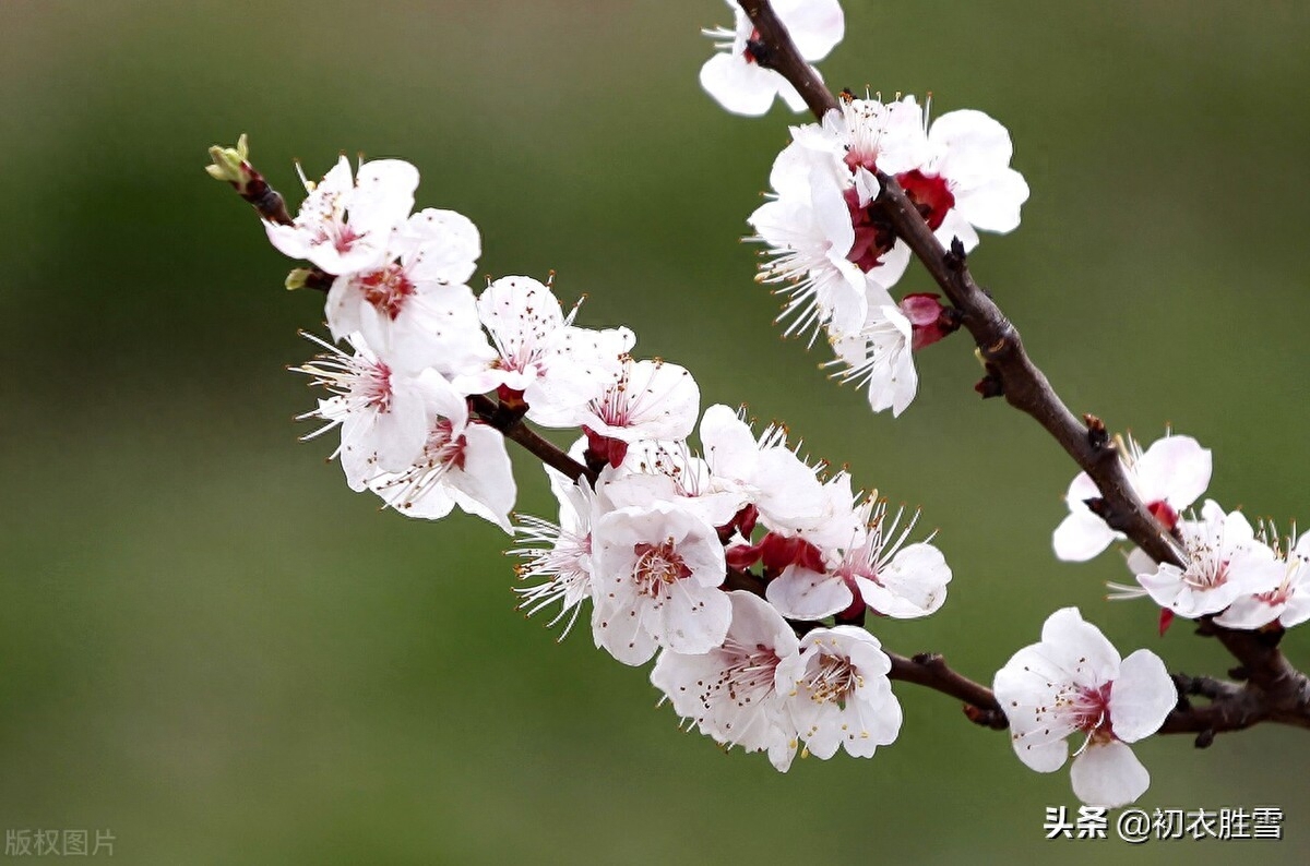 春分诗词古句大全（二十四节气之旖旎春分古诗词）