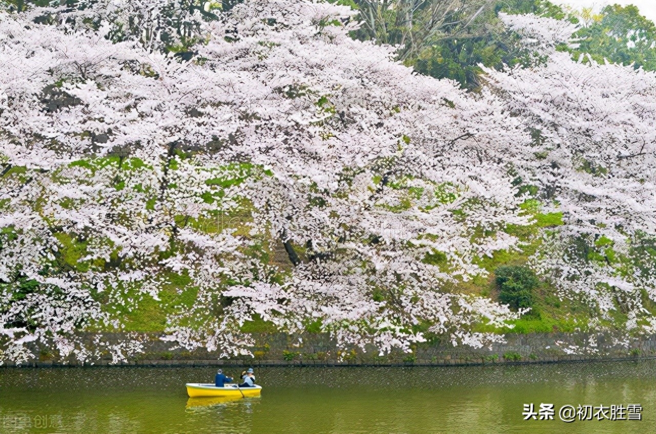 樱花诗词古句大全（樱花古诗词九首赏析）