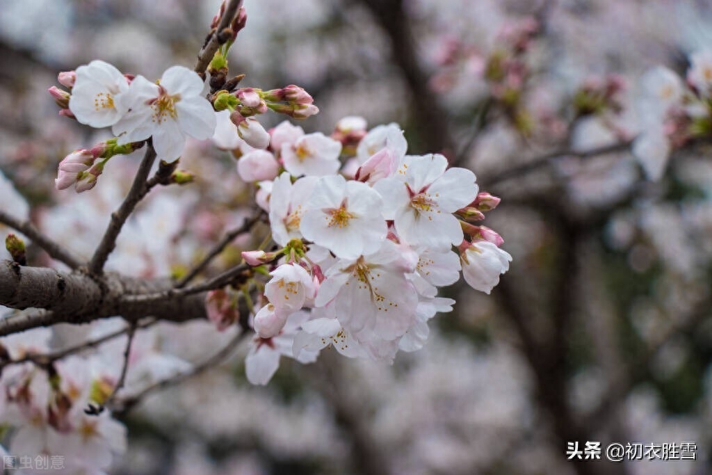 樱花诗词古句大全（樱花古诗词九首赏析）