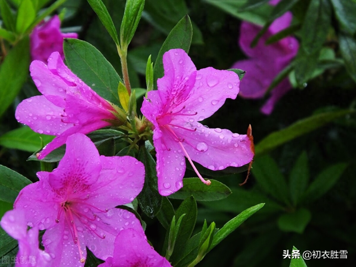 花朝节诗词六首鉴赏（莺花世界春方半，明朝相约看花来）