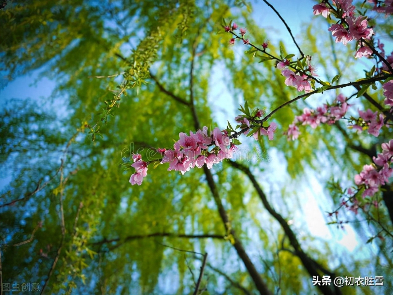 花朝节诗词六首鉴赏（莺花世界春方半，明朝相约看花来）