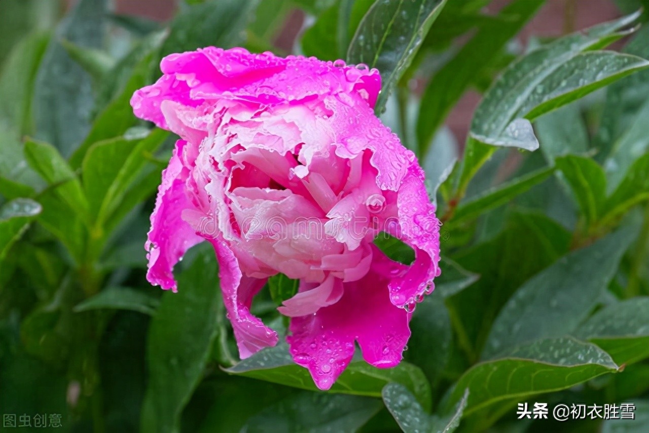 花朝节的诗词古句（长干道上落花朝，花朝月夜动春心）