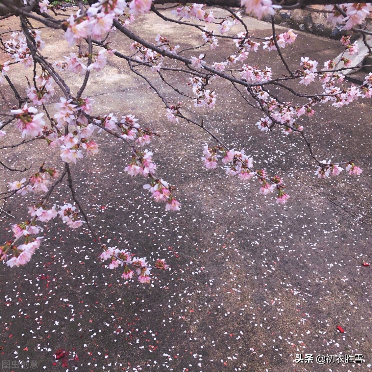 花朝节的诗词古句（长干道上落花朝，花朝月夜动春心）