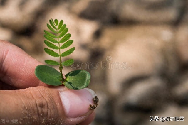 植树诗词古句大全（植树古诗五首）