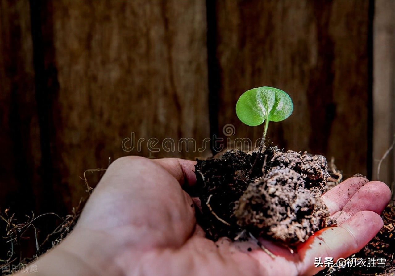 植树诗词古句大全（植树古诗五首）