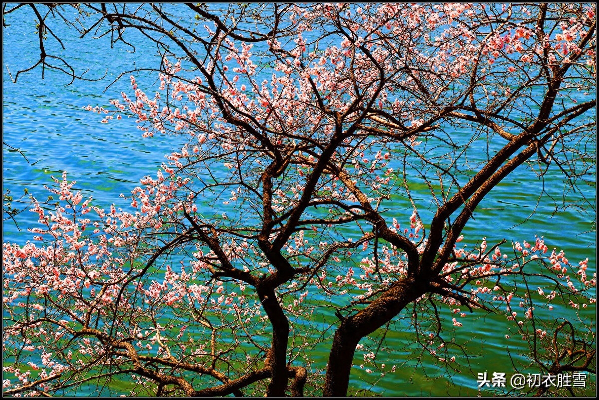 桃花诗词古句有哪些（韦庄桃花诗词三首）