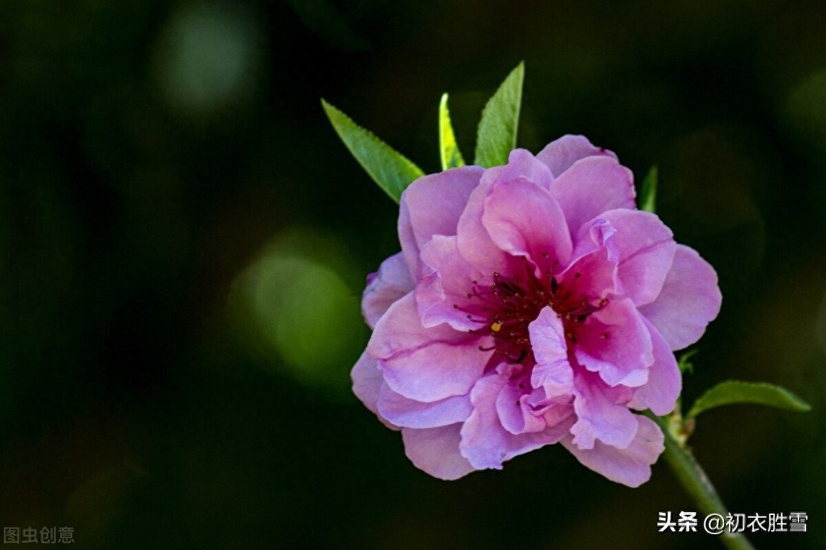 桃花诗词古句大全（苏曼殊三首桃花诗赏读）