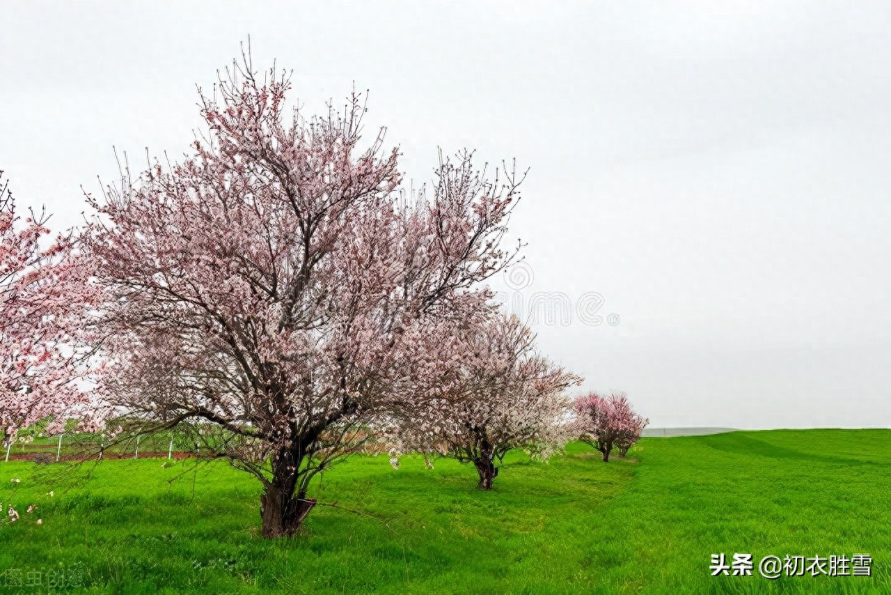 杏花诗词古句大全（杨万里杏花美诗四首赏析）