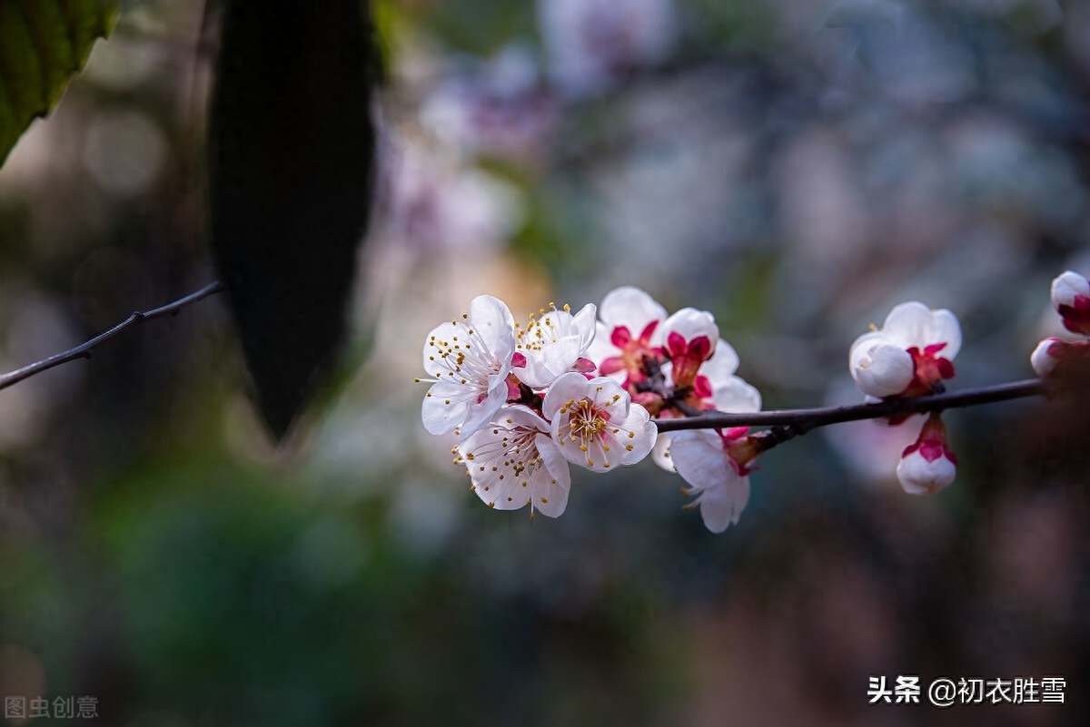 杏花诗词古句大全（杨万里杏花美诗四首赏析）